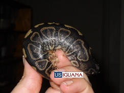 A ball python