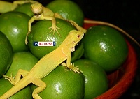Albino Iguana